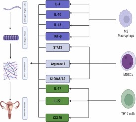 Immunosuppressive Tumor Microenvironment and Uterine Fibroids:Role in Collagen Synthesis