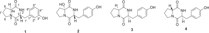 Two new diketopiperazines from the Cordyceps fungus Samsoniella sp. XY4