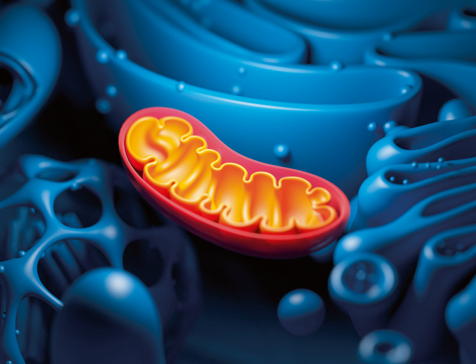 Nuclear genome influences mitochondrial DNA