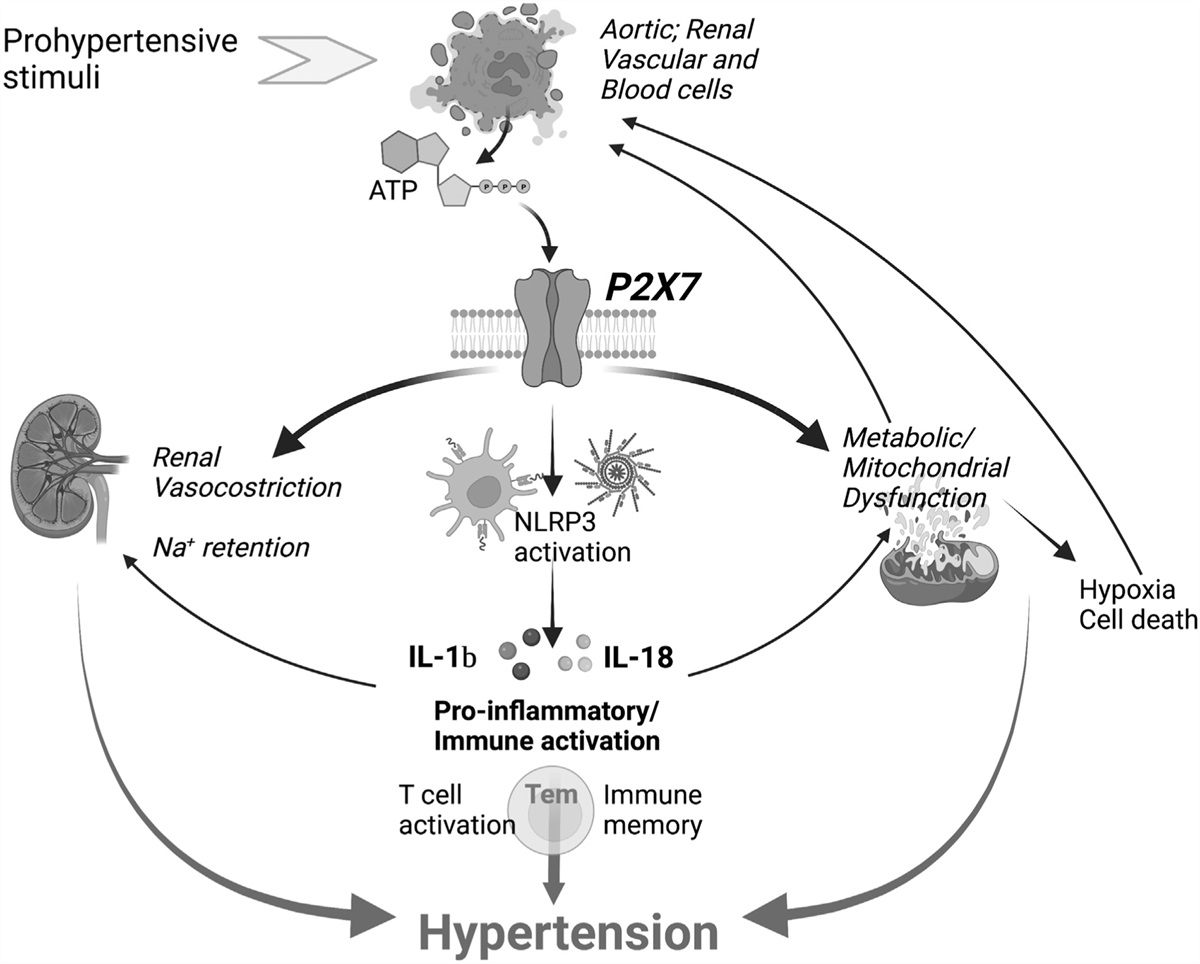 The ATP connection: a new therapeutic promise of P2X7 targeting in hypertension and vascular injury