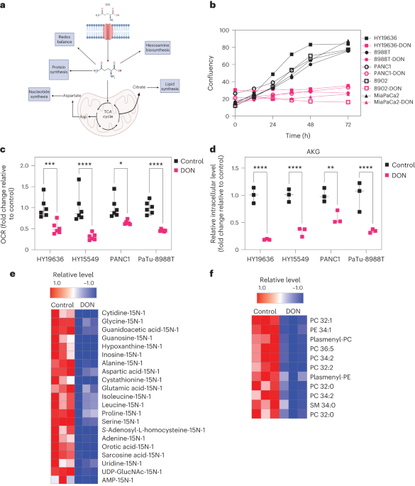 Targeting pancreatic cancer metabolic dependencies through glutamine antagonism