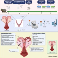 Uterine secretome: What do the proteins say about maternal-fetal communication in buffaloes?