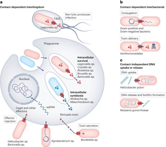 Structural and functional diversity of type IV secretion systems
