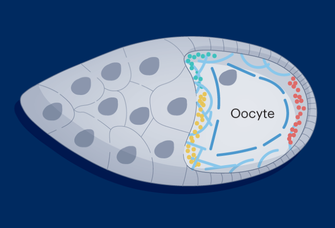 Gene silencing during oocyte specification requires heterochromatin and nucleoporins