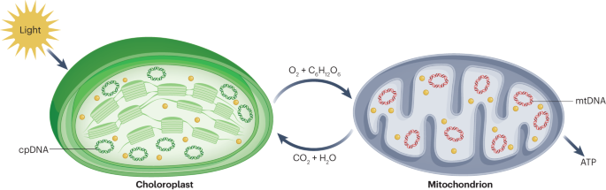 Base editing of organellar DNA with programmable deaminases