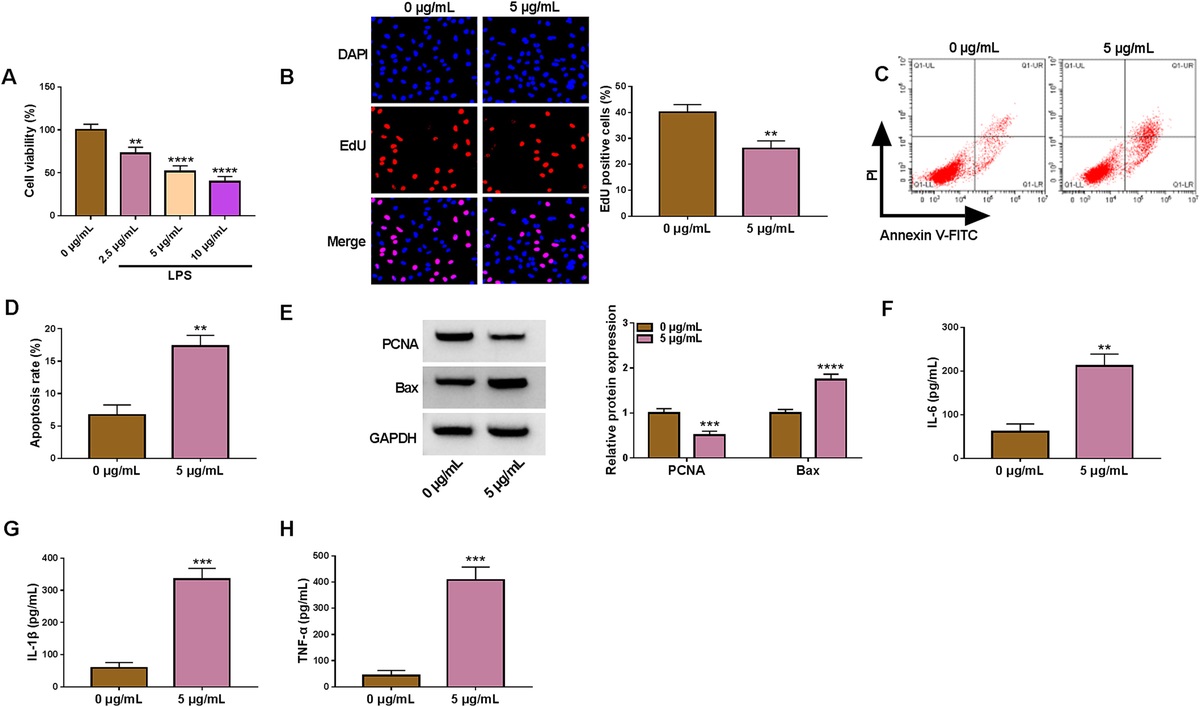 INTERFERING HSA_CIRC_0001226 MITIGATES LPS-INDUCED BEAS-2B CELL INJURY BY REGULATING MIR-940/TGFBR2 PATHWAY
