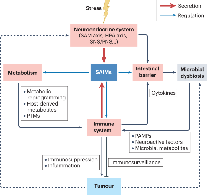 The cancer-immune dialogue in the context of stress