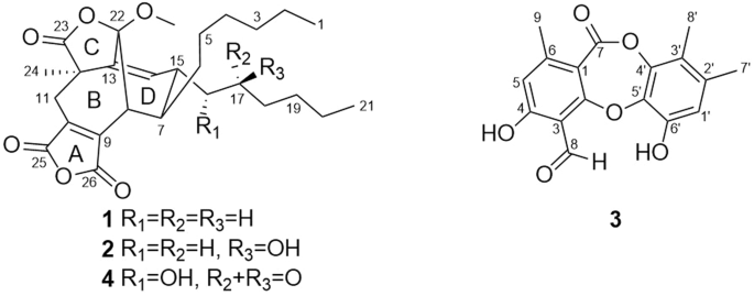 Antimicrobial polyketides from Magellan Seamount-derived fungus Talaromyces scorteus AS-242