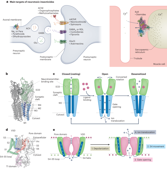 The modes of action of ion-channel-targeting neurotoxic insecticides: lessons from structural biology