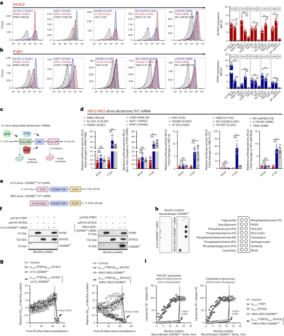 An in vitro-transcribed circular RNA targets the mitochondrial inner membrane cardiolipin to ablate EIF4G2+/PTBP1+ pan-adenocarcinoma