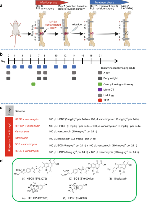 Evidence of bisphosphonate-conjugated sitafloxacin eradication of established methicillin-resistant S. aureus infection with osseointegration in murine models of implant-associated osteomyelitis