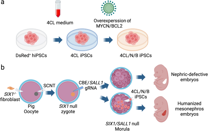 Humanizing pig kidneys via chimeric complementation