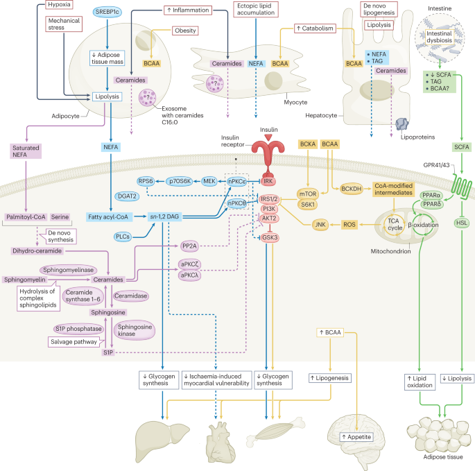 Inter-organ crosstalk during development and progression of type 2 diabetes mellitus