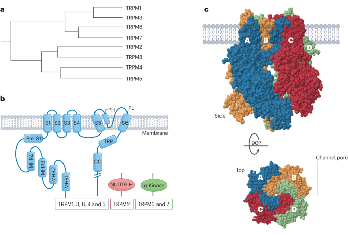 TRPM channels in health and disease