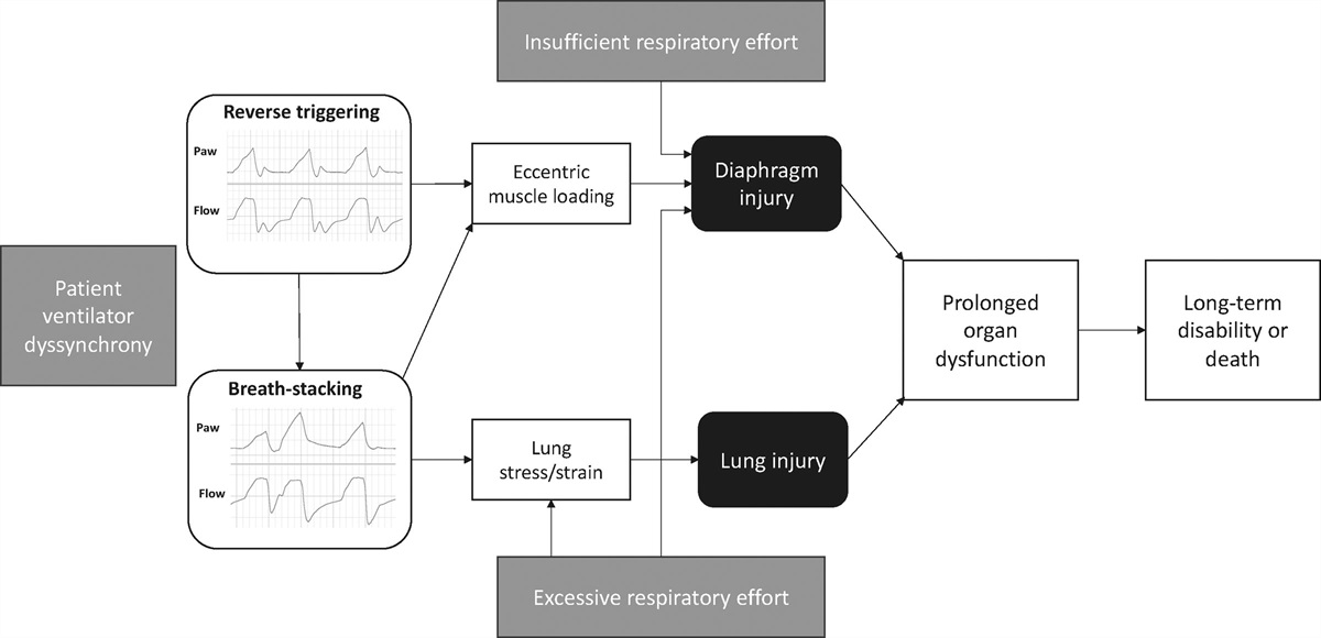 Lung and Diaphragm Protection During Mechanical Ventilation: Synchrony Matters*