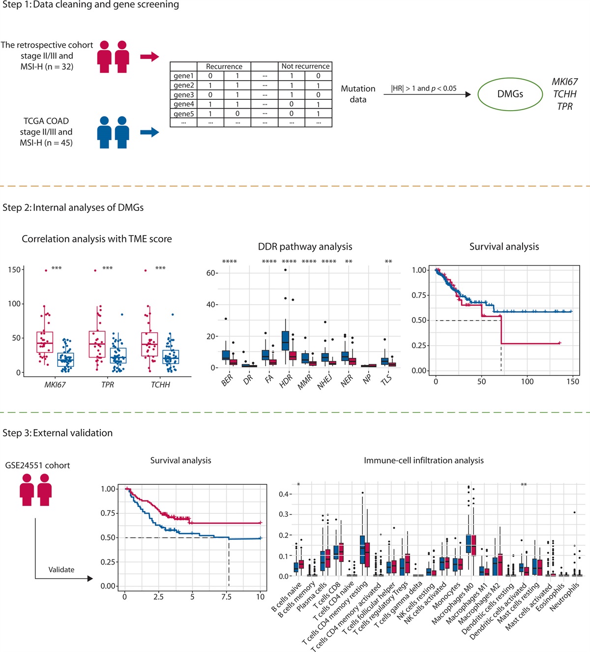 Identification of MKI67, TPR, and TCHH Mutations as Prognostic Biomarkers for Patients With Defective Mismatch Repair Colon Cancer Stage II/III