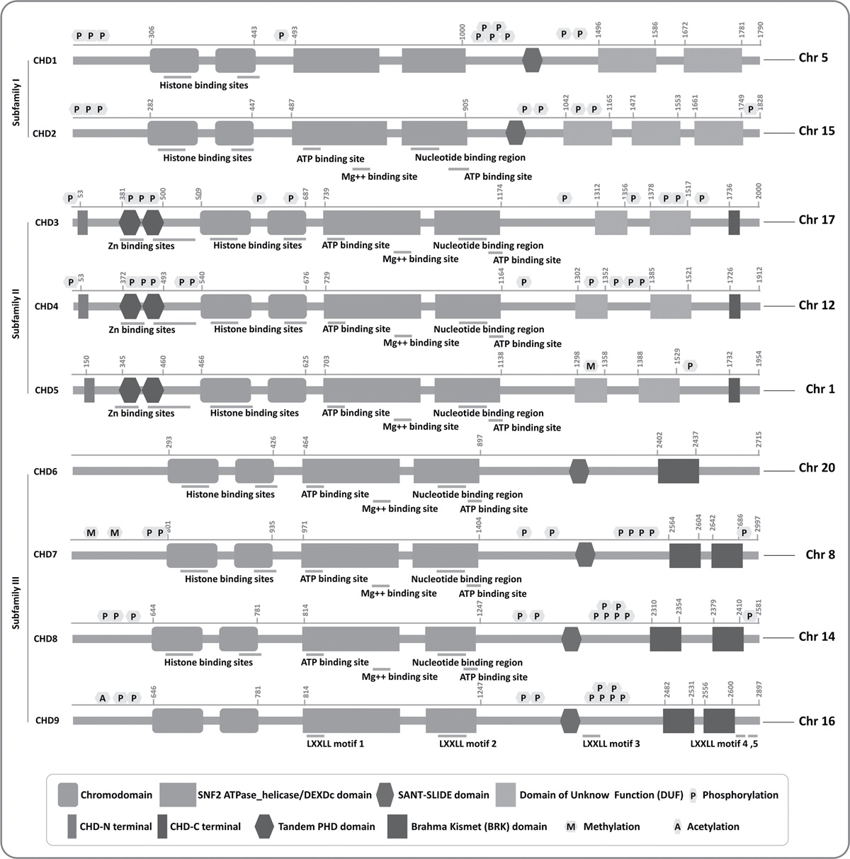 Chromatin gatekeeper and modifier CHD proteins in development, and in autism and other neurological disorders