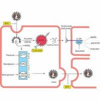 ﻿Comparison of treatment of COVID-19 with inhaled bromhexine, higher doses of colchicine and hymecromone with WHO-recommended paxlovid, molnupiravir, remdesivir, anti-IL-6 receptor antibodies and baricitinib