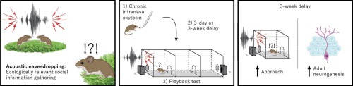 Chronic intranasal oxytocin increases acoustic eavesdropping and adult neurogenesis