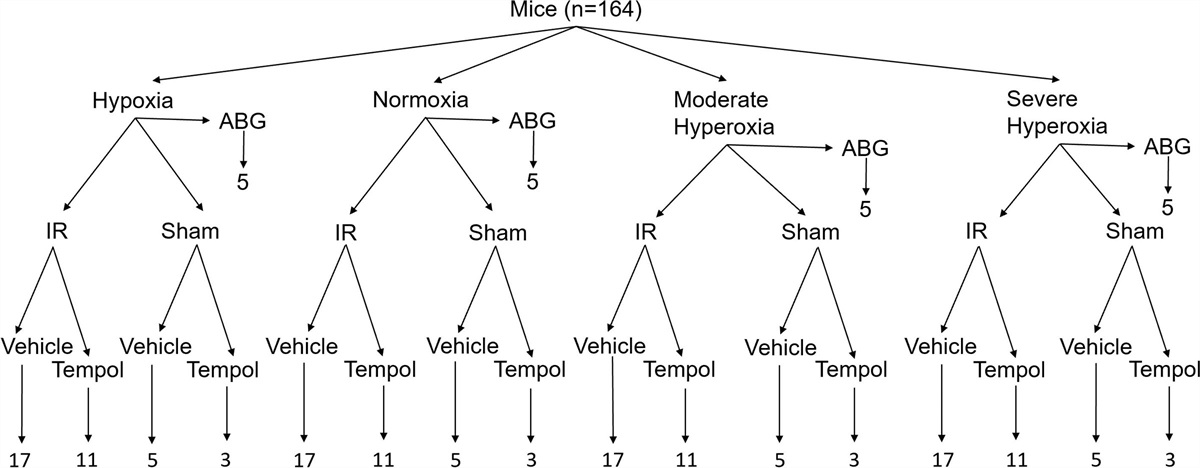 Hyperoxia Increases Kidney Injury During Renal Ischemia and Reperfusion in Mice
