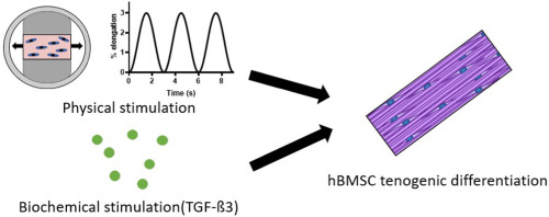 A systematic investigation of the effects of TGF-β3 and mechanical stimulation on tenogenic differentiation of mesenchymal stromal cells in a poly(ethylene glycol)/gelatin-based hydrogel