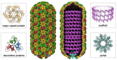 Structure of the Borrelia bacteriophage φBB1 procapsid