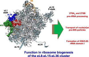 The role of ribosomal proteins eL15 and eL36 in the early steps of yeast 60S ribosomal subunit assembly