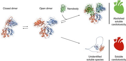 Nanobodies counteract the toxicity of an amyloidogenic light chain by stabilizing a partially open dimeric conformation