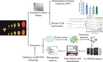 iTRAQ-based proteomics identifies proteins associated with betaine accumulation in Lycium barbarum L