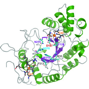 Structural and functional characterization of the novel endo-α(1,4)-fucoidanase Mef1 from the marine bacterium Muricauda eckloniae
