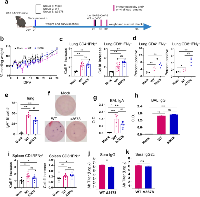 A single-dose of intranasal vaccination with a live-attenuated SARS-CoV-2 vaccine candidate promotes protective mucosal and systemic immunity