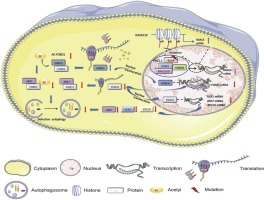 The bcl6 corepressor mutation regulates the progression and transformation of myelodysplastic syndromes by repressing the autophagy flux
