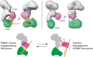 Flexibility and distributive synthesis regulate RNA priming and handoff in human DNA polymerase α-primase