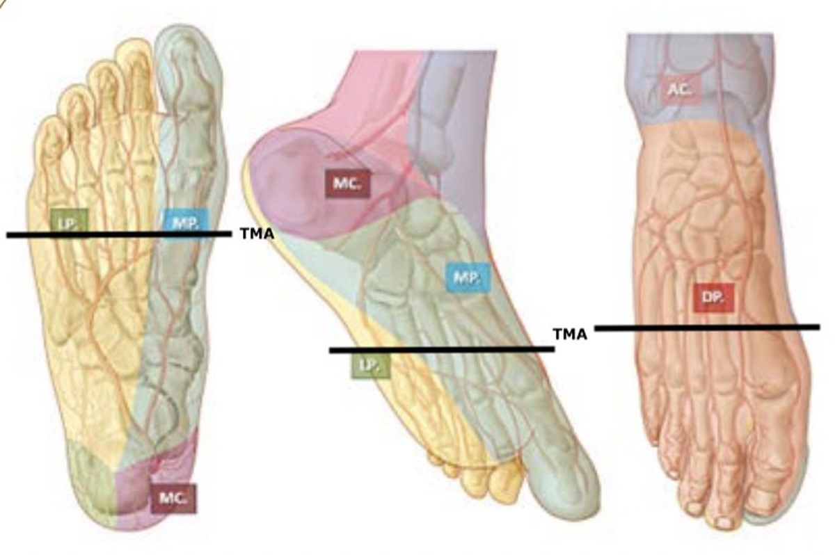 A Preliminary Look at the Macrovascular System for Transmetatarsal Amputation Success