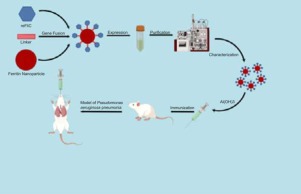 Recombinant Pseudomonas aeruginosa flagellin delivered using ferritin nanoparticles provides enhanced cross-protection against lung infection in mice