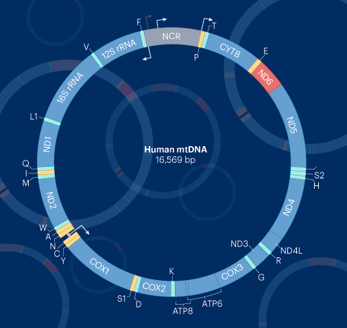 Mechanism of sperm mtDNA elimination