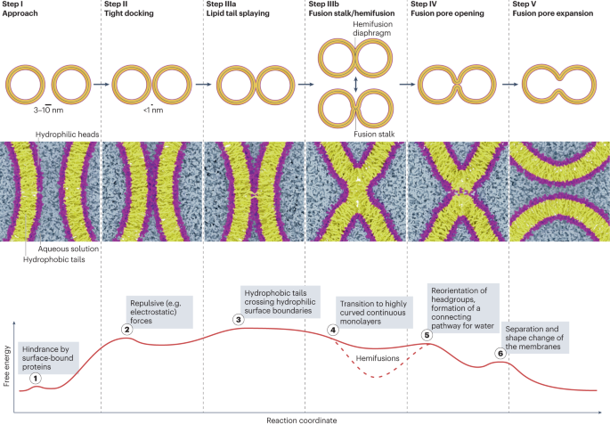 Mechanisms of SNARE proteins in membrane fusion