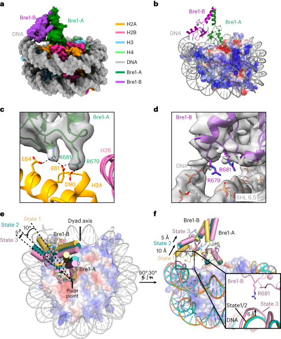 Mechanism of histone H2B monoubiquitination by Bre1