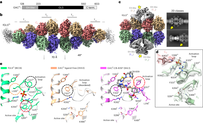 Molecular mechanism of glutaminase activation through filamentation and the role of filaments in mitophagy protection