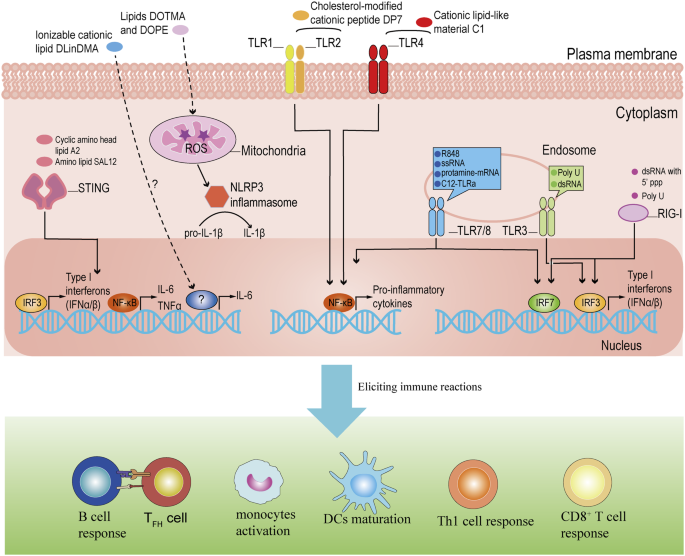The advances of adjuvants in mRNA vaccines