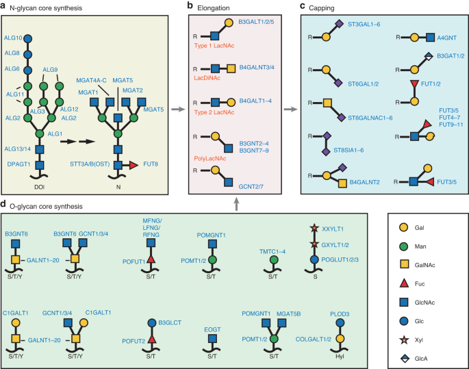 Glycobiology in osteoclast differentiation and function