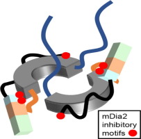 MAPPING MOLECULAR INTERACTION INTERFACE BETWEEN DIAPHANOUS FORMIN-2 AND NEURON-SPECIFIC DREBRIN A