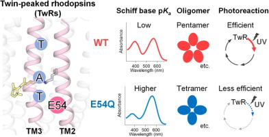 Multiple roles of a conserved glutamate residue for unique biophysical properties in a new group of microbial rhodopsins homologous to TAT rhodopsin