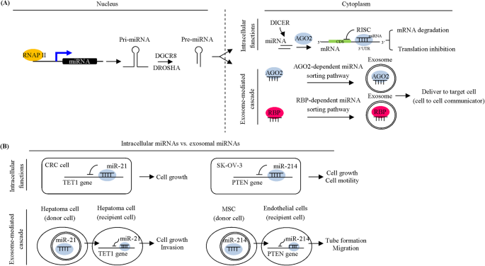 The effects of intracellular and exosomal ncRNAs on cancer progression
