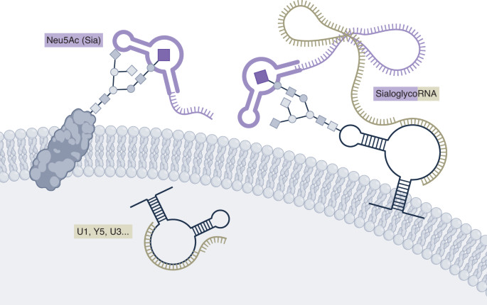 Imaging glycosylated RNAs at the subcellular scale
