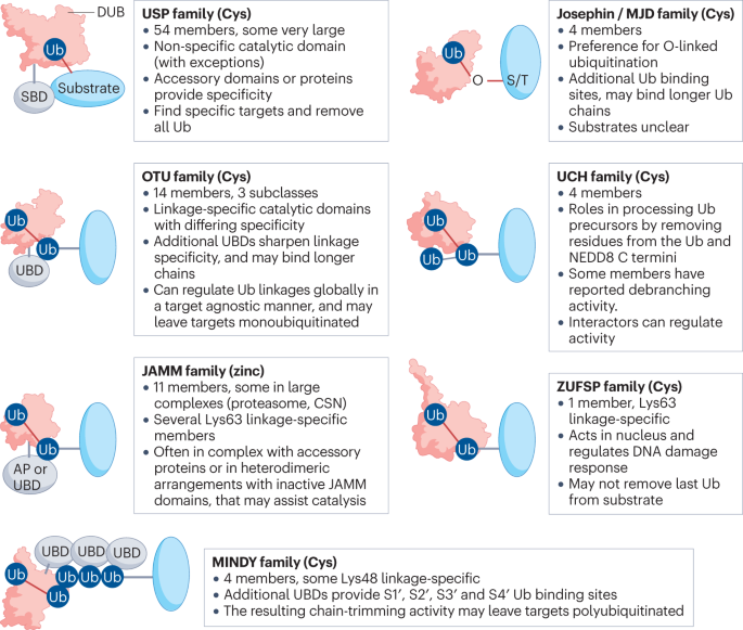 Deubiquitinases in cancer