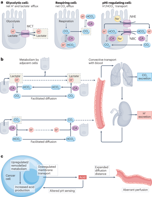 How protons pave the way to aggressive cancers