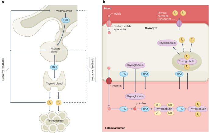 The ageing thyroid: implications for longevity and patient care