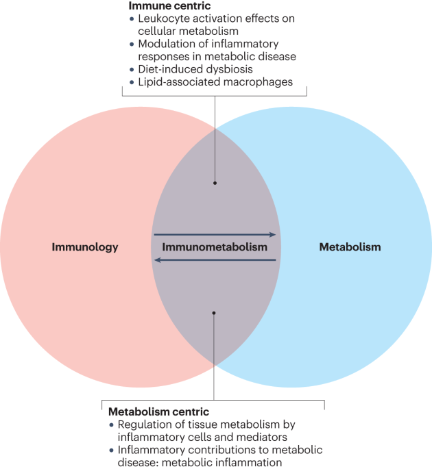 Macrophage and T cell networks in adipose tissue