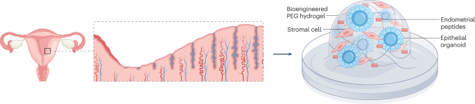 A new endometrial organoid: synthetically engineered matrix enhances epithelial–stromal interactions